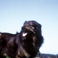 Picture of Istrian Sheepdog (aka Kraski Ovcar)