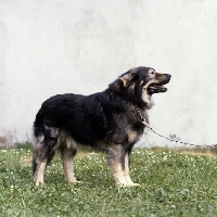 Picture of istrian sheepdog, kraski owcar, zar
