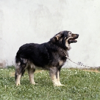 Picture of istrian sheepdog, kraski owcar, zar
