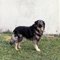 Picture of istrian sheepdog, kraski owcar, zar