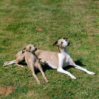 Picture of italian greyhound and puppy lying grass