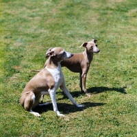 Picture of italian greyhound and puppy on grass