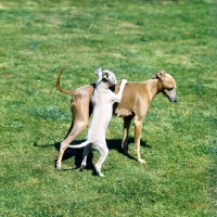 Picture of italian greyhound bitch with puppy embracing