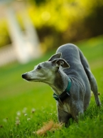 Picture of Italian Greyhound bowing