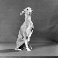 Picture of italian greyhound, ch tamoretta tailormade