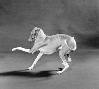 Picture of italian greyhound, ch tamoretta tailormade, playing