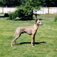 Picture of italian greyhound from fleeting kennels standing on grass