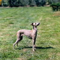 Picture of italian greyhound looking up