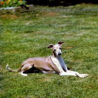 Picture of italian greyhound lying on grass