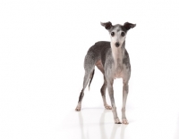 Picture of Italian Greyhound on white background