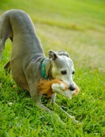 Picture of Italian Greyhound playing with toy