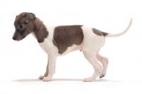 Picture of Italian Greyhound puppy, side view