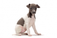 Picture of Italian Greyhound puppy sitting in studio