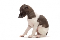 Picture of Italian Greyhound puppy sitting down