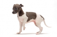 Picture of Italian Greyhound puppy