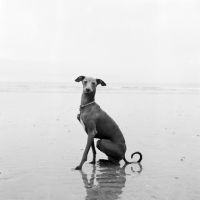 Picture of italian greyhound sitting on the beach