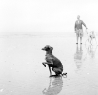 Picture of italian greyhound sitting on the beach, saluki dog with hope waters in background
