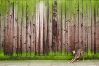Picture of Italian Greyhound stretching in front of colourful fence