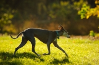 Picture of Italian Greyhound walking on grass