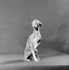 Picture of italian greyhound with eyes closed, licking nose