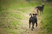 Picture of italian greyhounds walking in row in a field