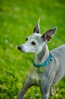 Picture of Italian Greyhound