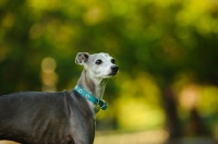 Picture of Italian Greyhound