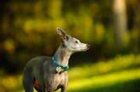 Picture of Italian Greyhound