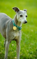 Picture of Italian Greyhound