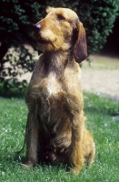 Picture of italian hound (segugio italiano)