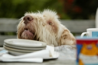 Picture of Italian Spinone begging