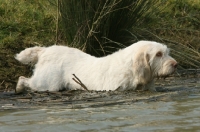 Picture of Italian Spinone going into water