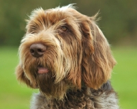 Picture of Italian Spinone head study