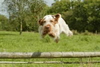 Picture of Italian Spinone jumping fence