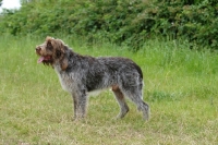 Picture of italian spinone looking ahead