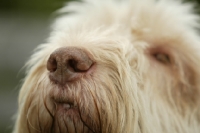Picture of Italian Spinone nose