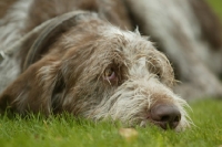 Picture of Italian Spinone resting on grass