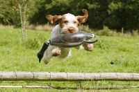 Picture of Italian Spinone retrieving