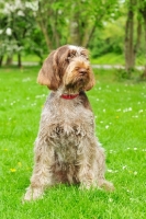 Picture of Italian Spinone sitting on grass