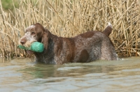 Picture of Italian Spinone with dummy