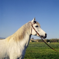 Picture of Ittaghia, Barb mare at Meknes with lovely blue sky