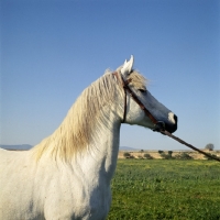 Picture of Ittaghia, Barb mare at Meknes