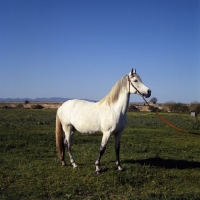 Picture of Ittaghia, Barb mare at Meknes