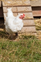 Picture of Ixworth chicken