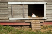 Picture of Ixworth hen in chicken coop