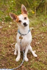Picture of jack russel cross