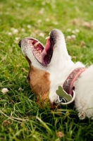 Picture of Jack Russel lying on back