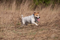 Picture of Jack Russel on grass