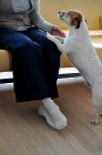 Picture of Jack Russel putting paw on owners leg