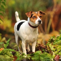 Picture of jack russel sniffing air in garden